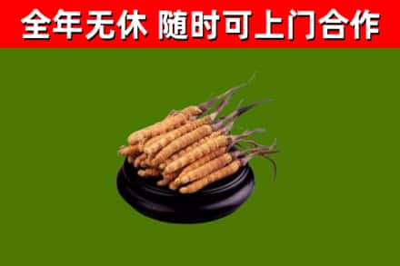 东兴烟酒回收冬虫夏草.jpg